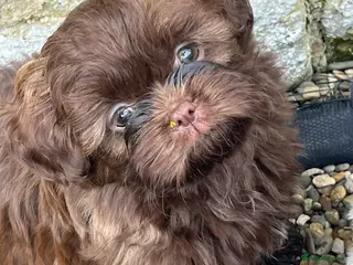 Shih Tzu dogs Last 2 remaining adorable Shih Tzu boys - Advert 6