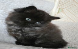Ragdoll cats for sale: The most adorable black Ragdoll with grey maine - Image 5
