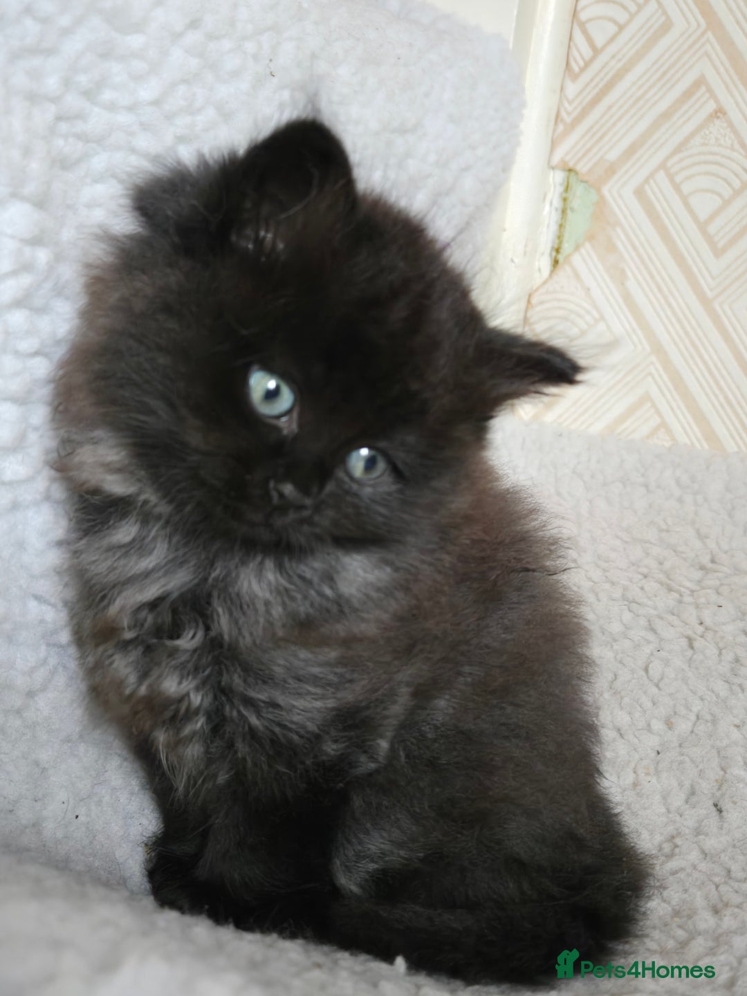 Ragdoll cats for sale: The most adorable black Ragdoll with grey maine - Image 5
