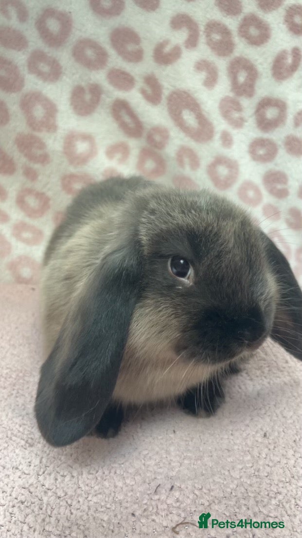 Mini Lop rabbits Mini lops 1x Male lefted - Advert 21