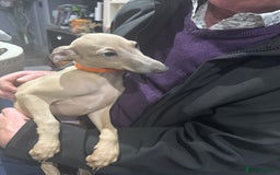 Italian Greyhound dogs for sale: Cream and fawn collection of autumn beauties  - Image 3