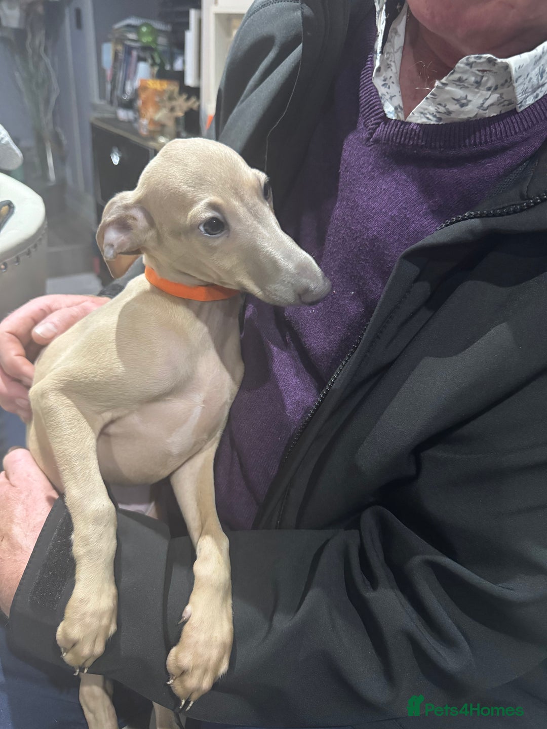 Italian Greyhound dogs for sale: Cream and fawn collection of autumn beauties  - Image 3