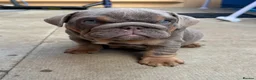 English Bulldog dogs for sale: Gorgeous KC English Bulldog Puppies🐶 - Advert 18