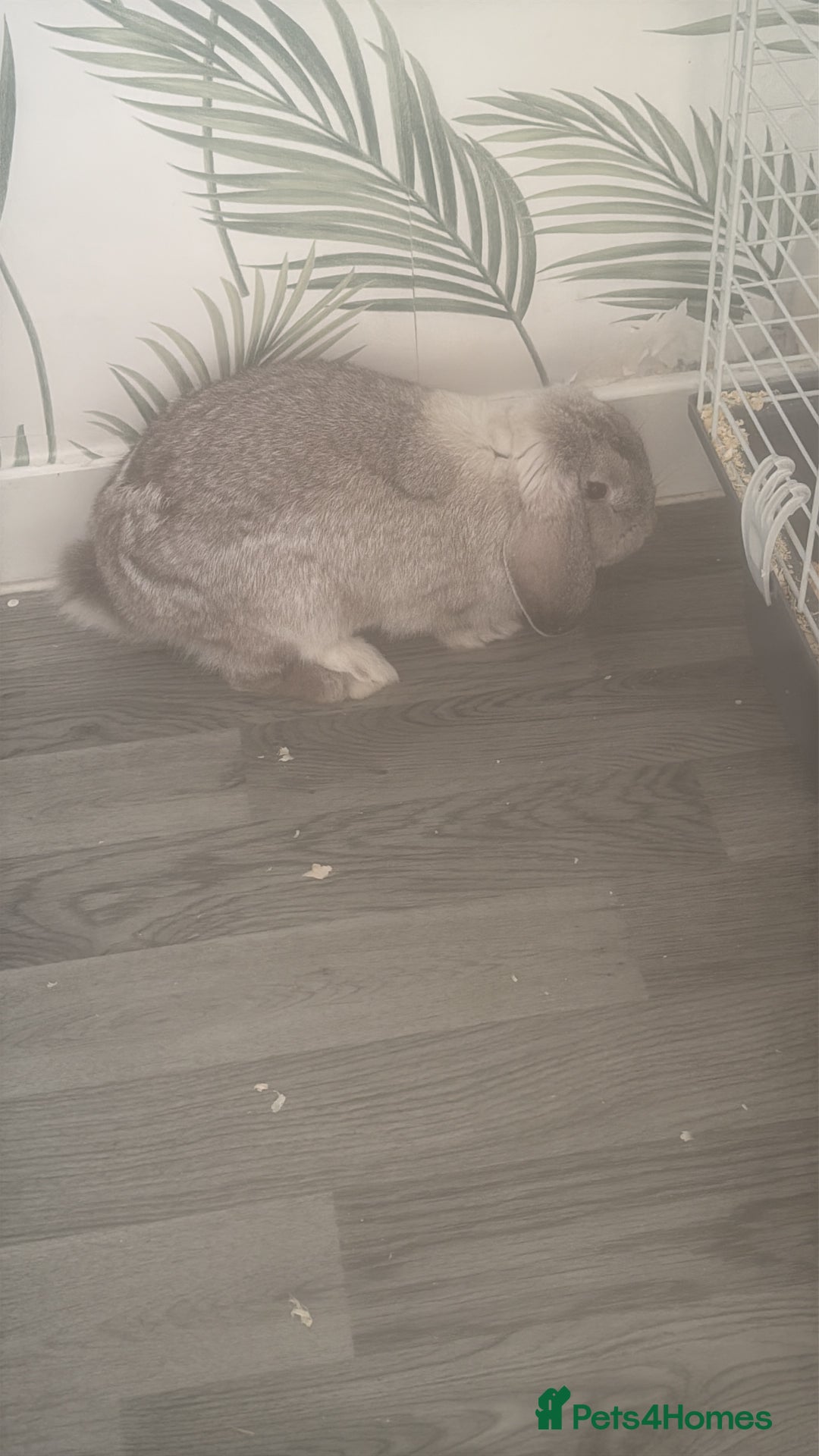 Mini Lop rabbits for sale: Mini flop - Advert 2