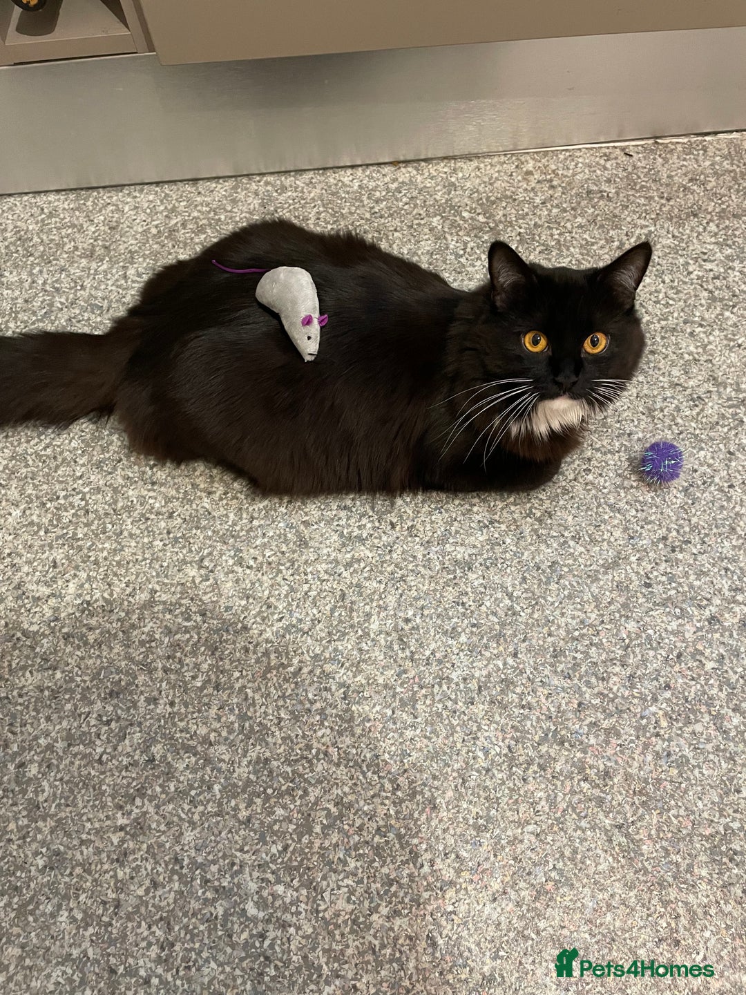 Ragdoll cats for sale: Beautiful Ragdoll kittens rare blue colour - Advert 9