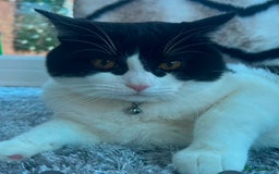 Domestic Shorthair cats for sale: Black and White Tuxedo Cat Needs Rehoming - Image 1