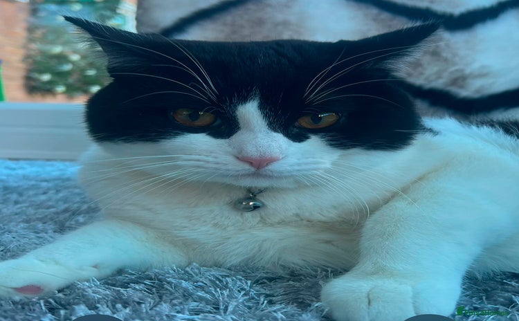 Domestic Shorthair cats - Advert 5