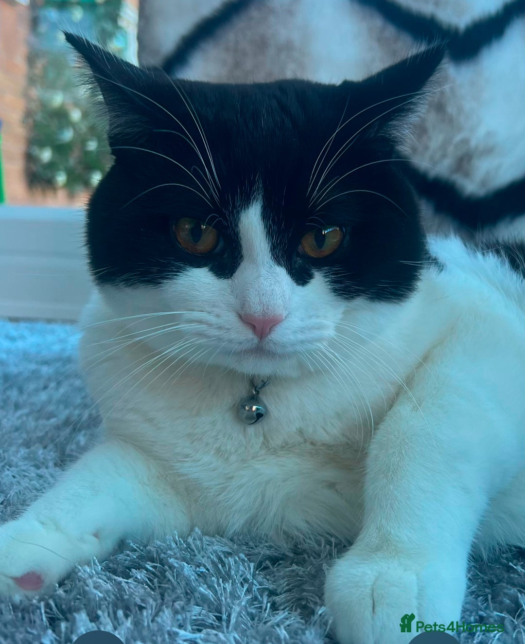 Domestic Shorthair cats for sale: Black and White Tuxedo Cat Needs Rehoming - Image 1