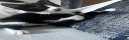 Mixed Breed cats for sale: Beautiful 3 month old tuxedo - Advert 14