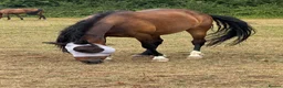 American Standardbred horses for sale: Dallas 14.2hh American Standardbred Gelding 9yo - Advert 5