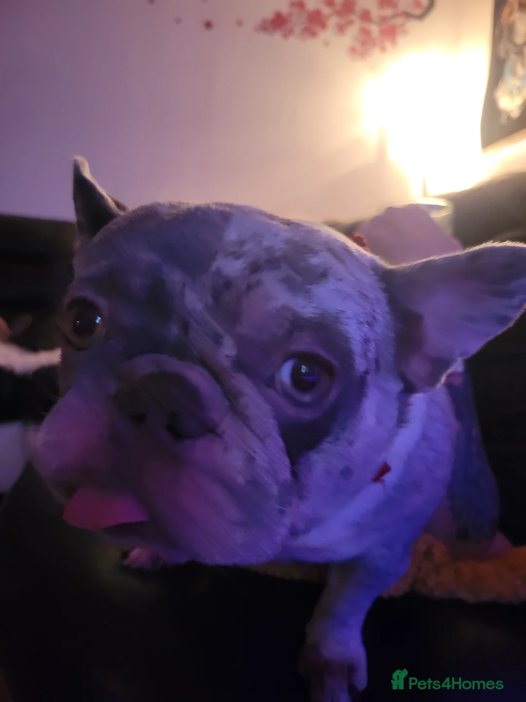 French Bulldog dogs for sale: Meet this 2 yr old beautiful little frenchie - Advert 5