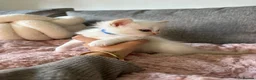 Ragdoll cats for sale: Ragdoll kittens for sale🎀 in Slough - Advert 9