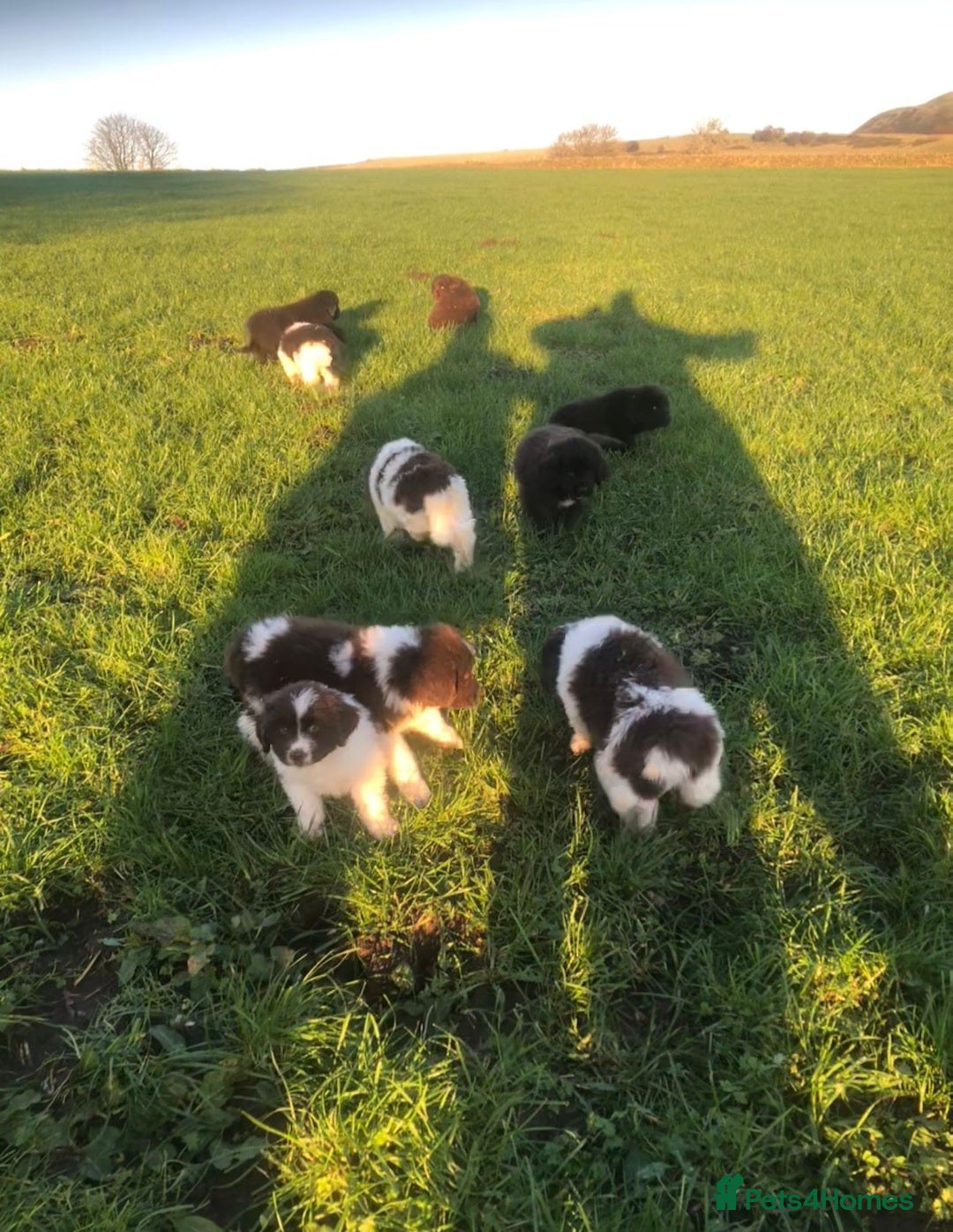 Newfoundland dogs for sale: Outstanding Newfoundland Puppies - Advert 2