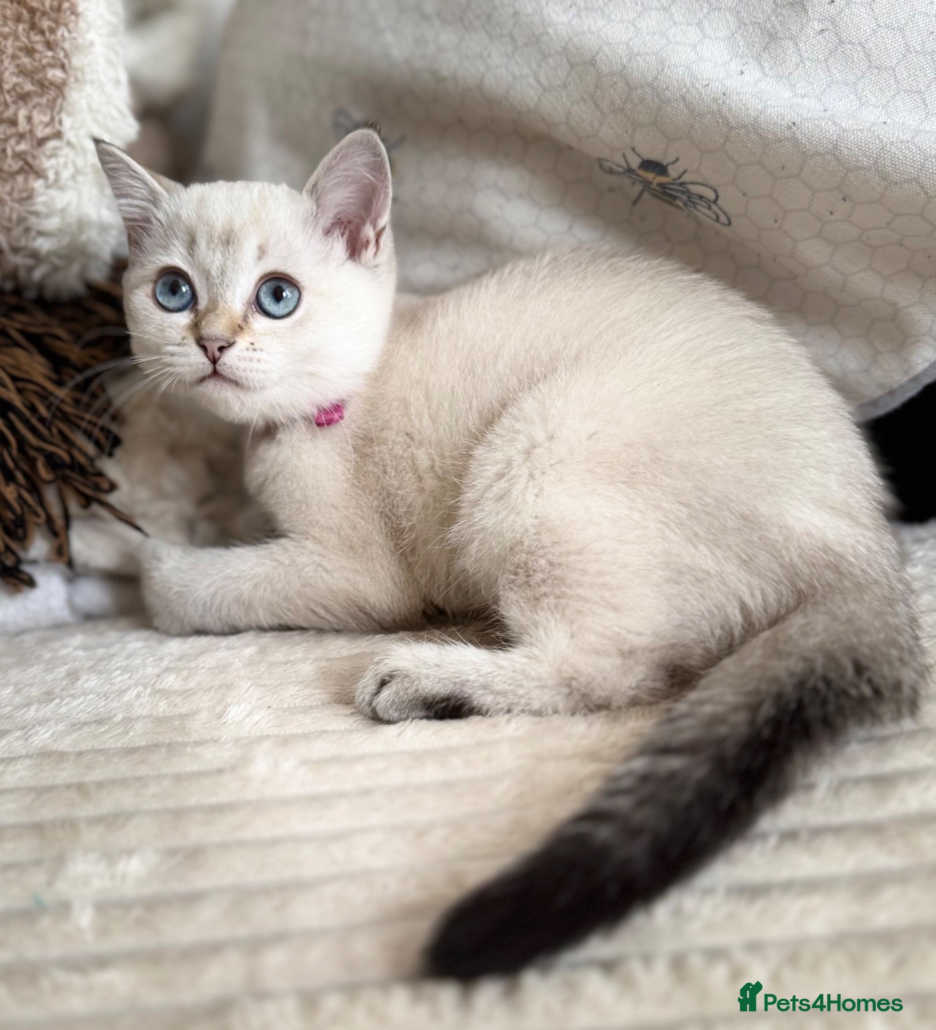 British Shorthair cats Beautiful BSH Blue Golden TICA kittens - Advert 18