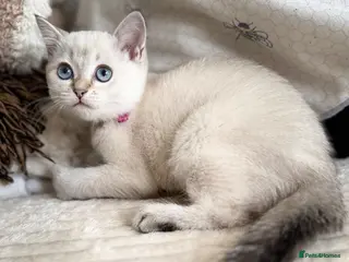 British Shorthair cats Beautiful BSH Blue Golden TICA kittens - Advert 18