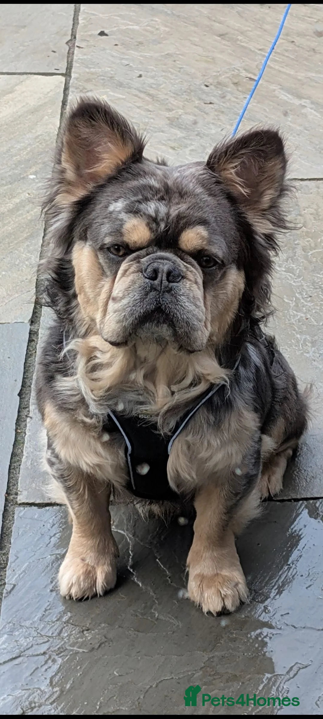 French Bulldog dogs for stud: Fluffy French Bulldog For Stud - Advert 1