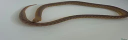 Python Snake reptiles for sale: Woma Pythons Male and Female in London - Advert 8