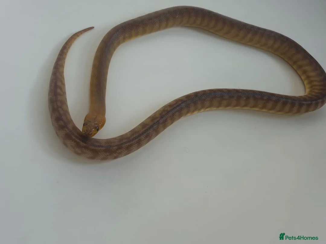 Python Snake reptiles for sale: Woma Pythons Male and Female in London - Advert 8