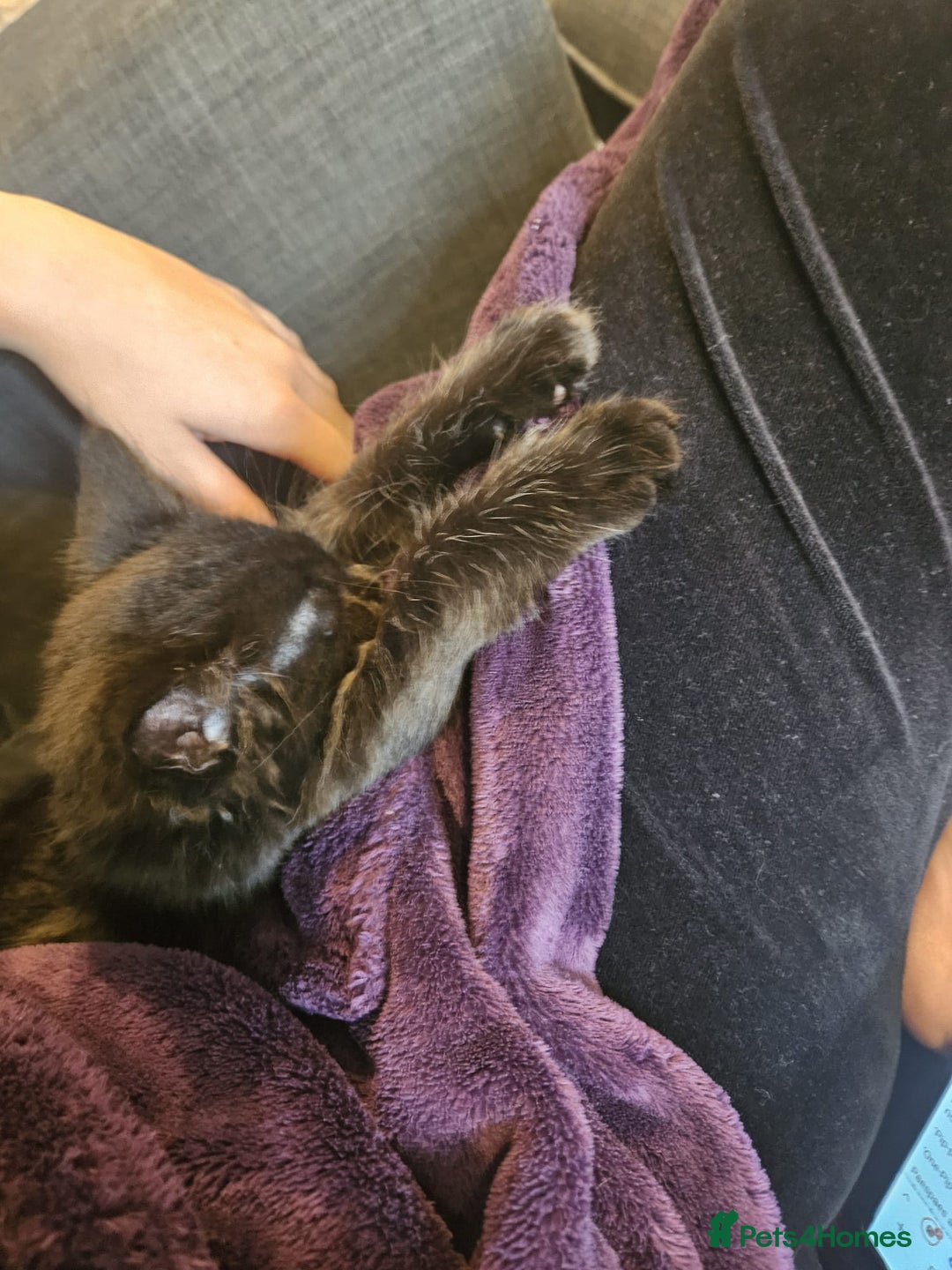 Mixed Breed cats for sale: 2 beautiful boys - Advert 7