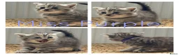 British Shorthair cats for sale: Stunning silver litter in Chatteris - Advert 3