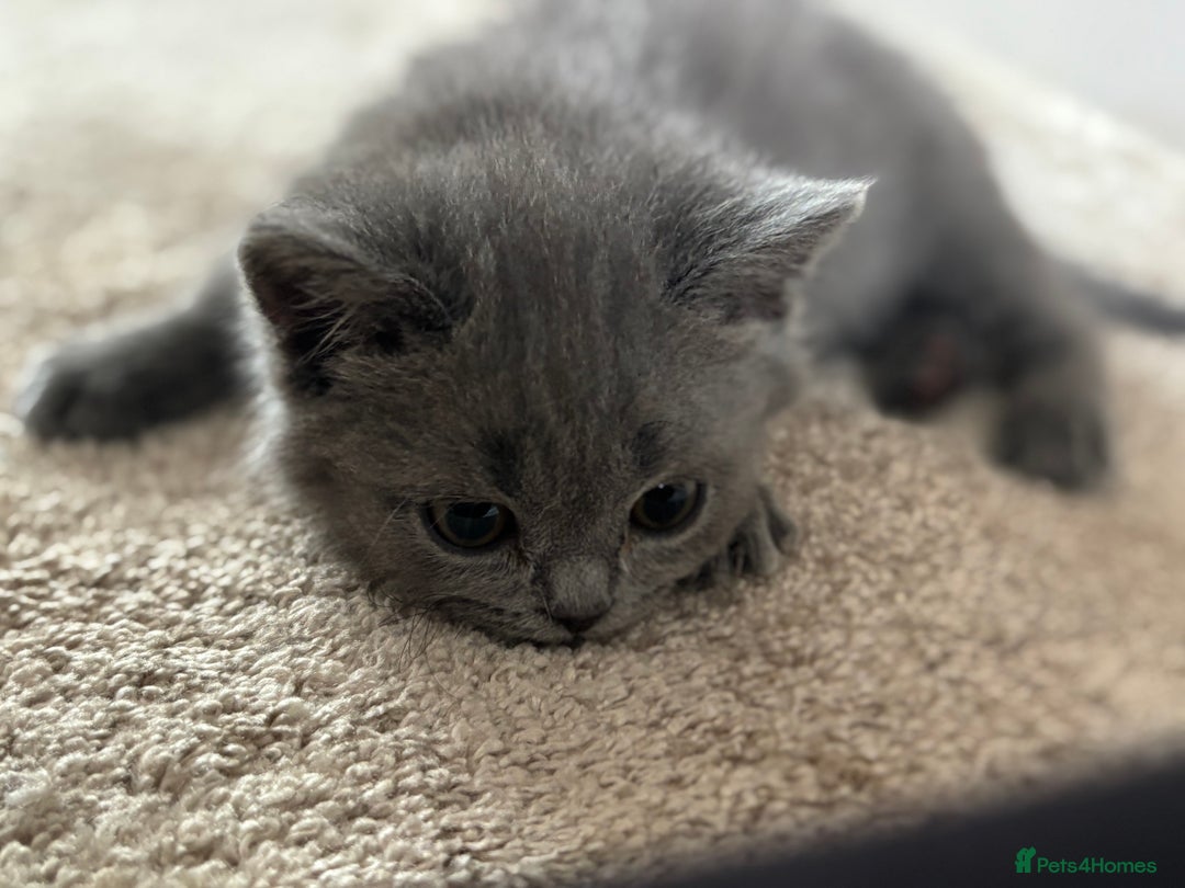 Scottish Fold cats for sale: British shorthair and Scottish fold mix kitten  - Advert 3