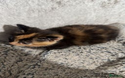 Mixed Breed cats for sale: Beautiful kittens for sale - Image 4