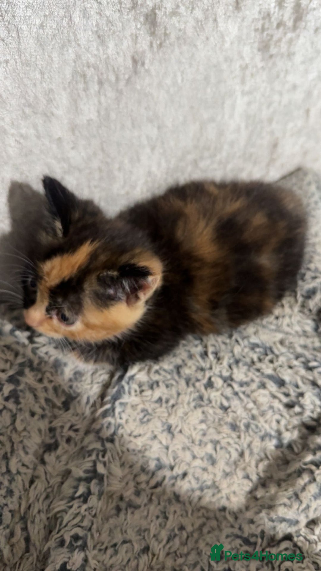 Mixed Breed cats for sale: Beautiful kittens for sale - Image 4
