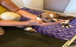 Jack Russell dogs for sale: 6 Jack Russell Puppies  - Image 12