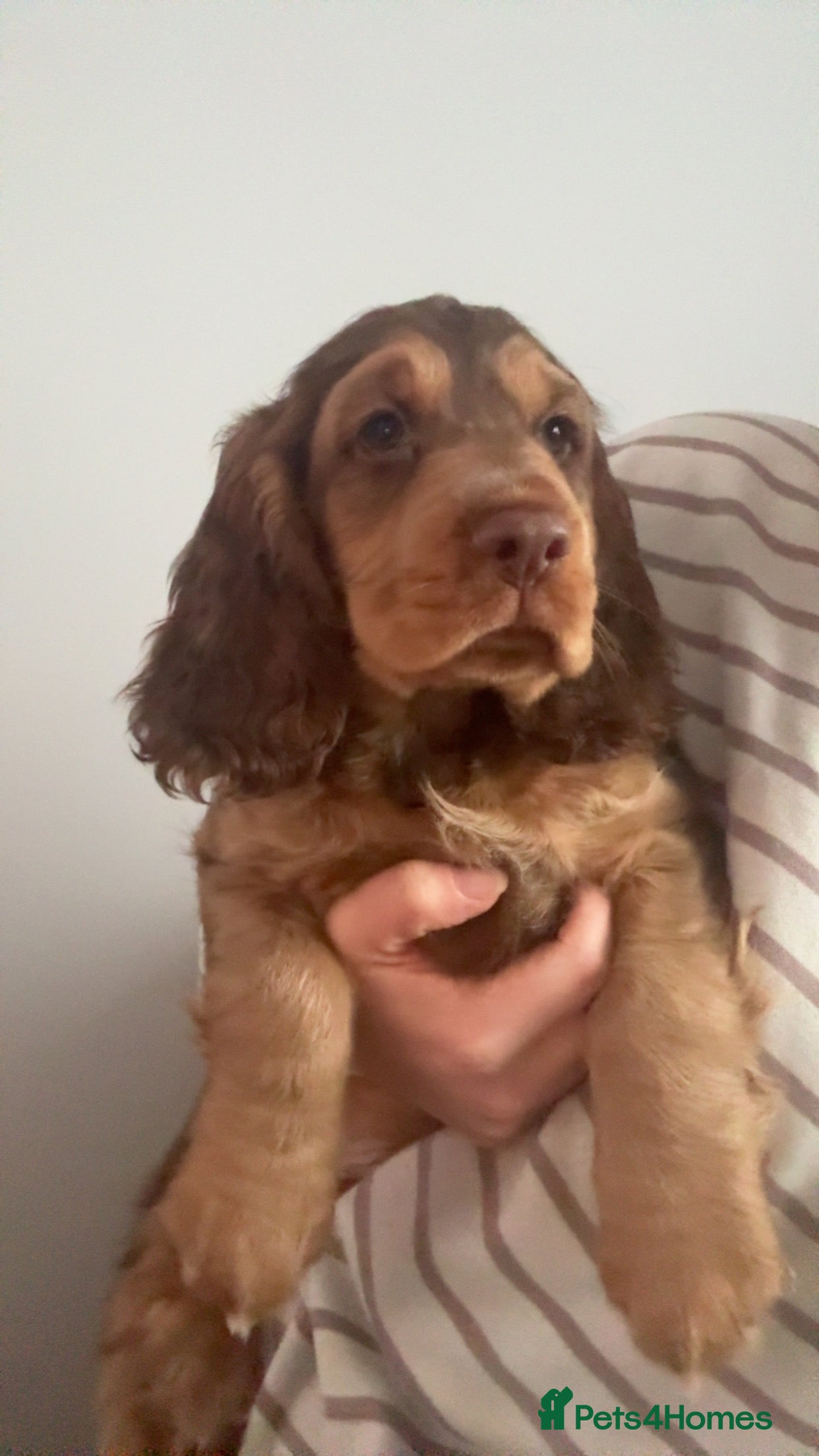 Cocker Spaniel dogs Show type cocker spaniel  - Advert 1