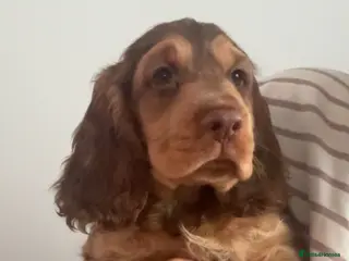 Cocker Spaniel dogs Show type cocker spaniel - Advert 17