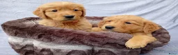 Golden Retriever dogs for sale: Golden retriever puppies  - Advert 7