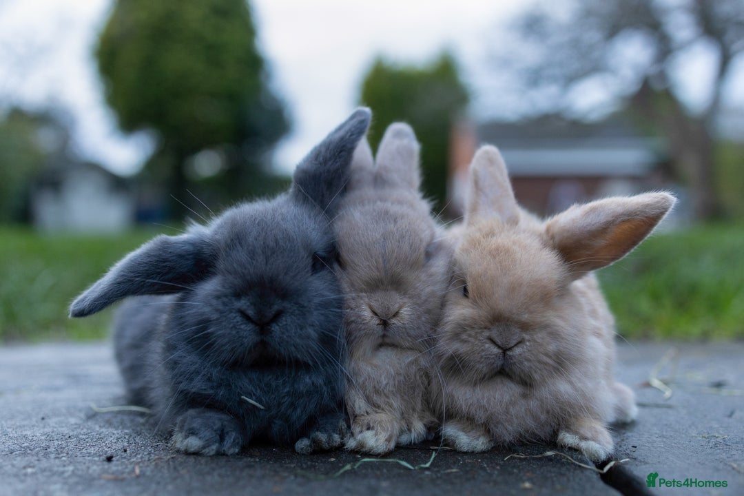 Mini Lop rabbits for sale: Ready now ♥️ Three beautiful mini lop bunnies  - Advert 1