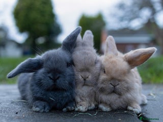 Mini Lop rabbits Ready now ♥️ Three beautiful mini lop bunnies - Advert 1