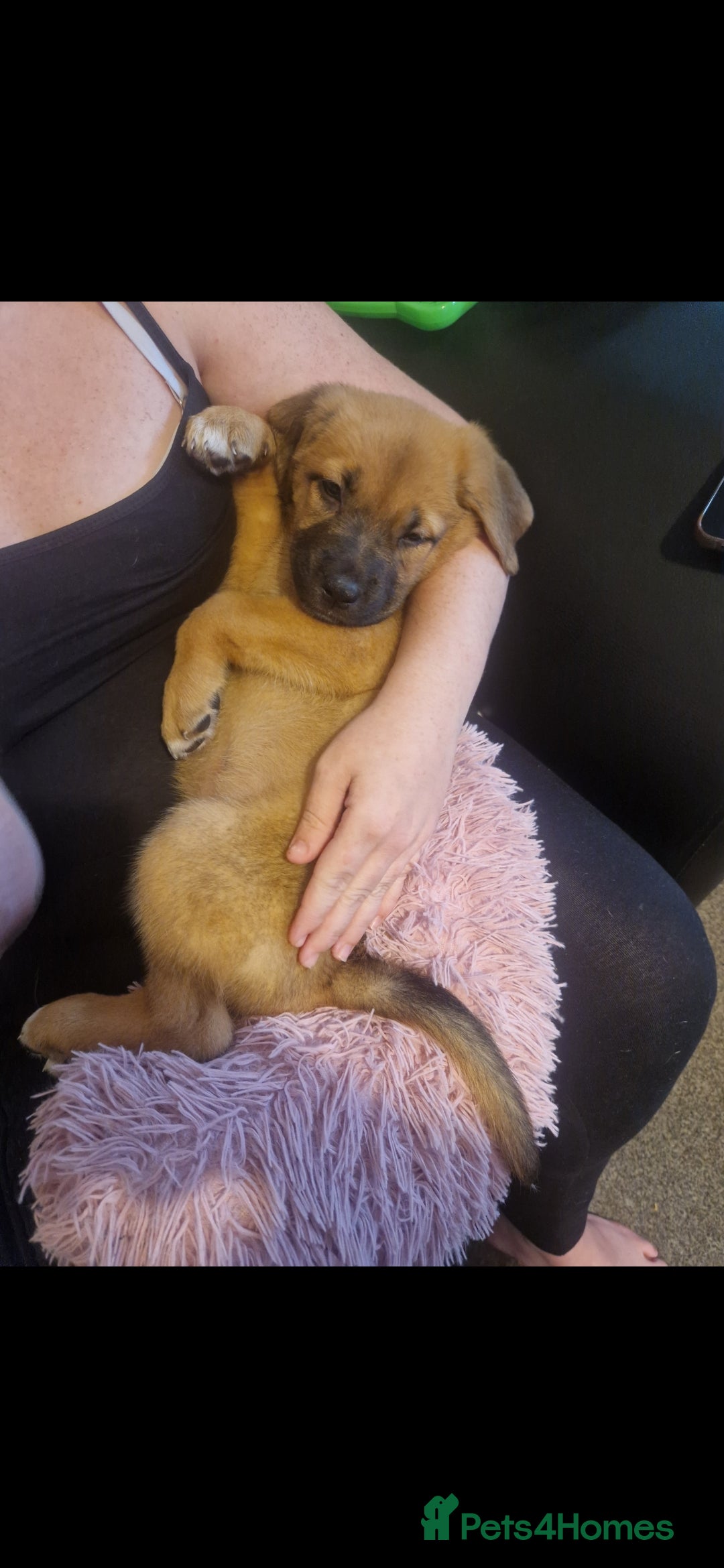 Mixed Breed dogs for sale: 7 month german shepherd X dogue de bordeaux  - Advert 10