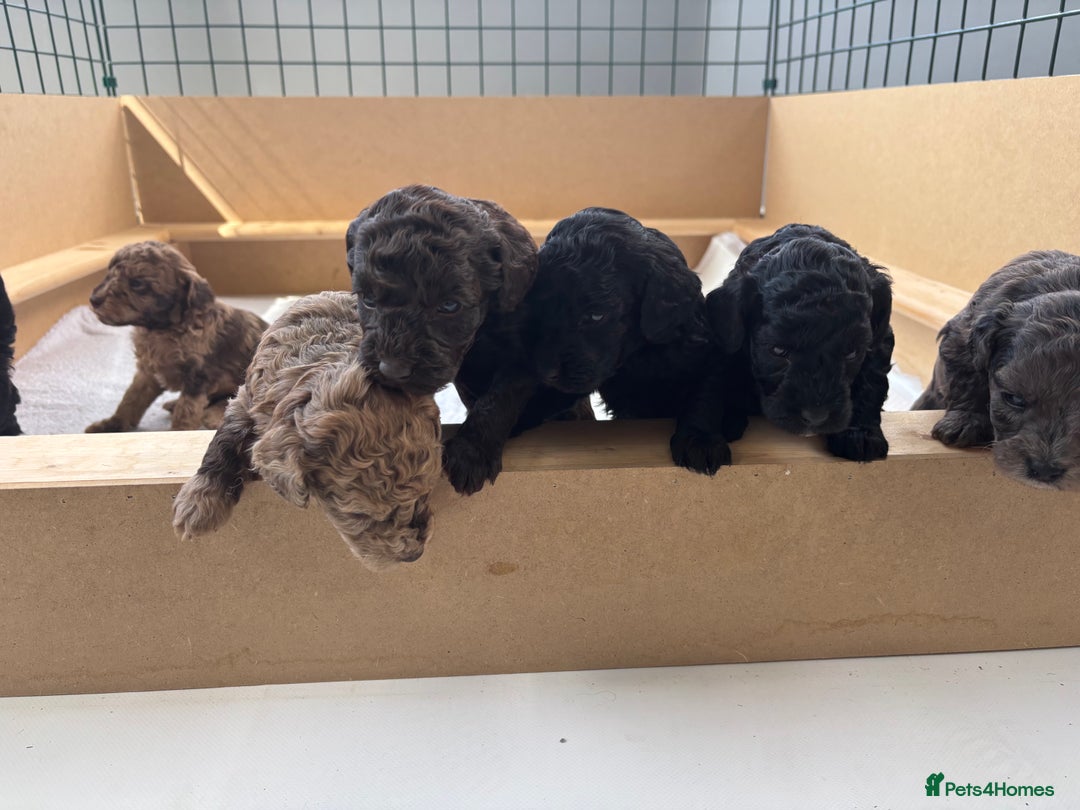 Miniature Poodle dogs for sale: Miniature poodles REDUCED READY TO LEAVE NOW  - Image 23