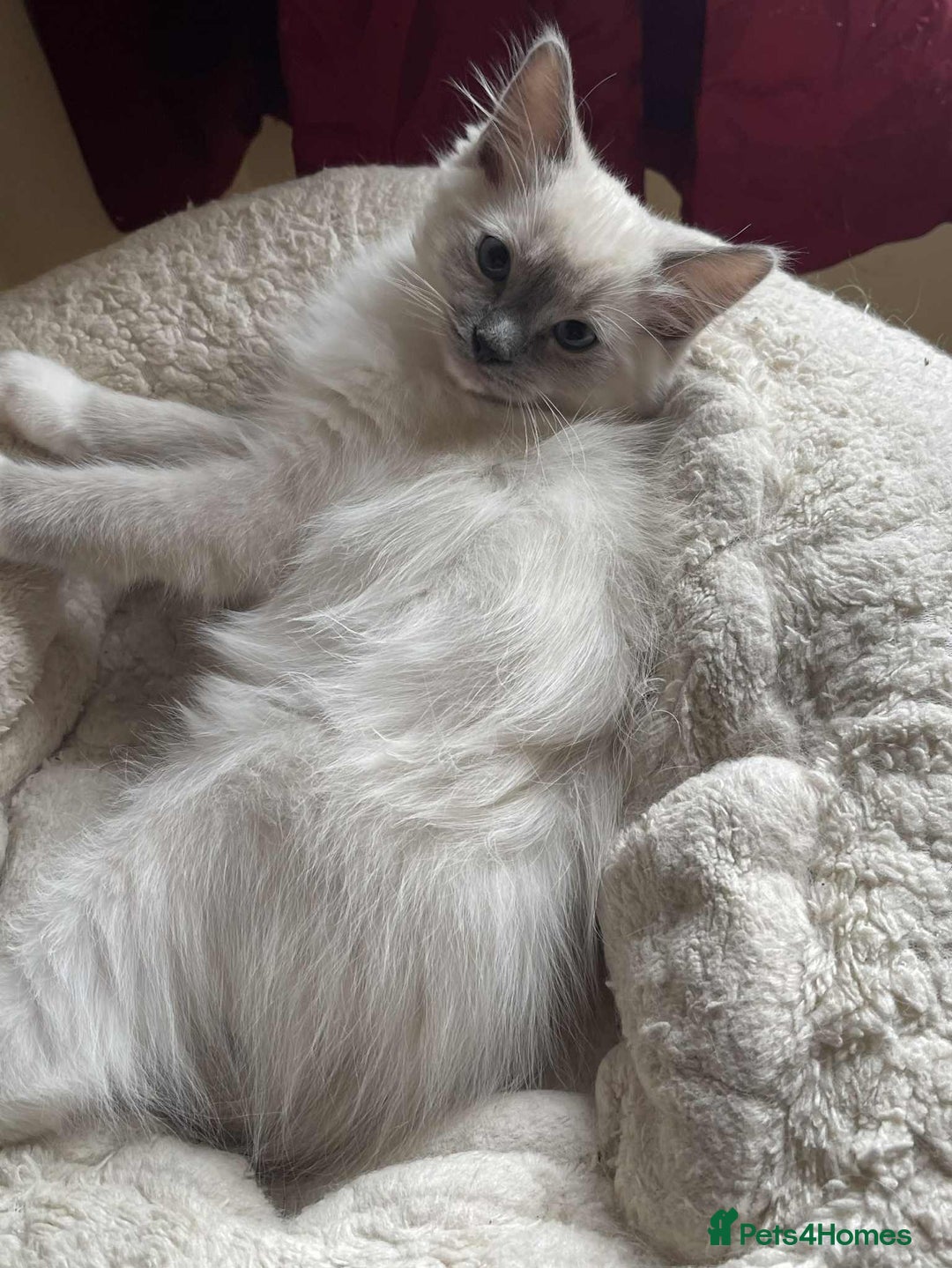 Ragdoll cats for sale: Pure Bred Ragdoll Kittens Available - Image 7