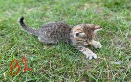 European cats for sale: 5 Adorable Male Kittens Looking for Loving Home - Image 5