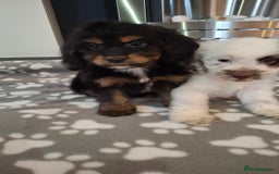 Cockapoo dogs for sale: Health tested show type cockapoo puppies! - Image 27