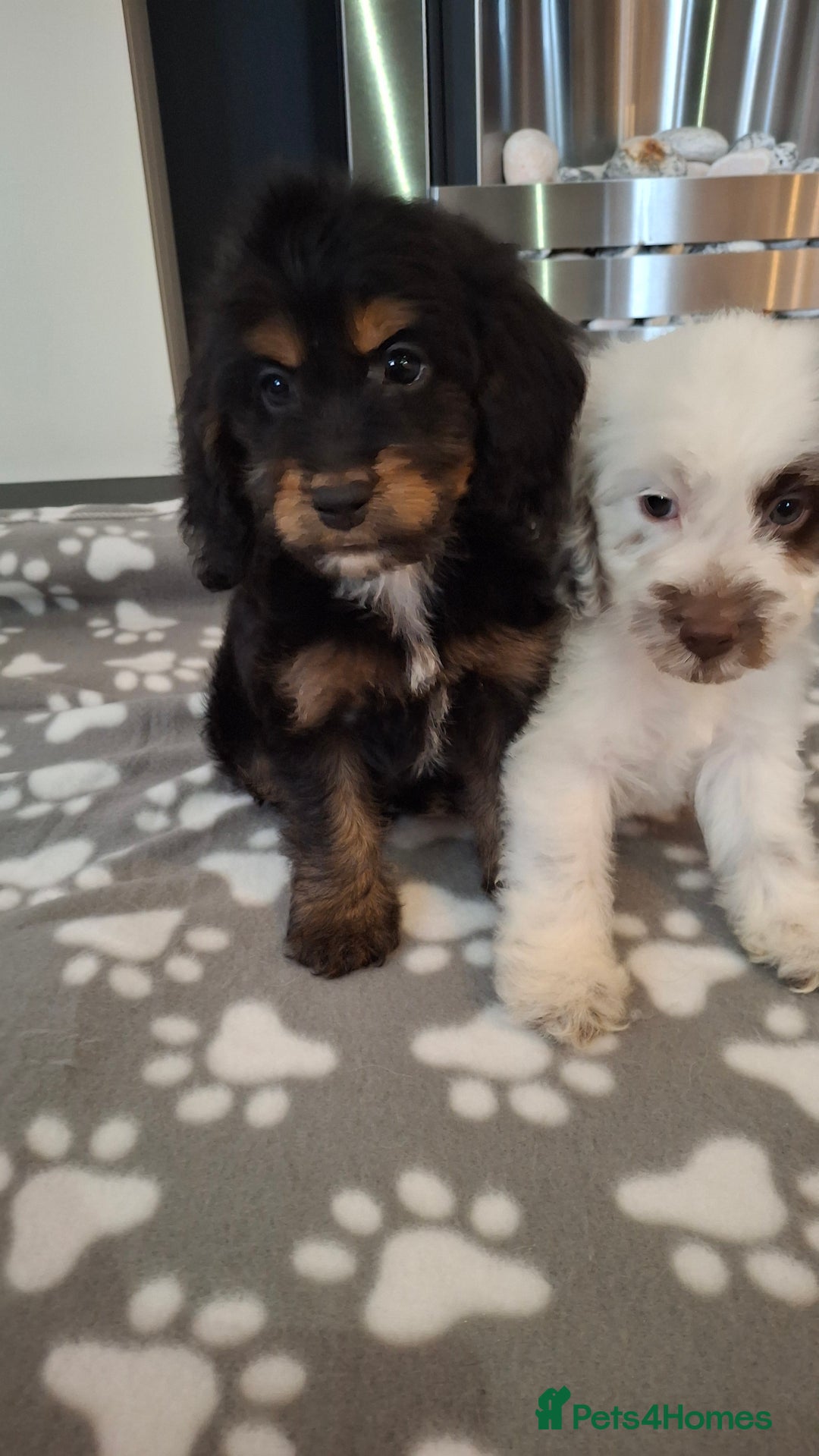 Cockapoo dogs for sale: Health tested show type cockapoo puppies! - Image 27