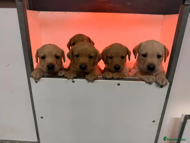 Labrador Retriever dogs for sale: KC Registered Working Labrador Puppies - Advert 11