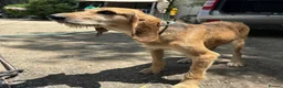 Segugio Italiano dogs for adoption: Loumi (wire-haired Segugio Italiano) in Edinburgh - Advert 17
