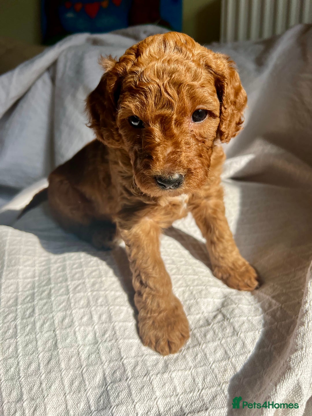 Mixed Breed dogs for sale: Australian Labradoodle Double Doodle puppies in Glastonbury - Image 11