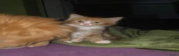 Mixed Breed cats for sale: Gorgeous Main Cooon-Persian Mix Kittens  - Advert 13