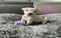Parson Russell dogs for sale: Parson Russell puppies - Image 4