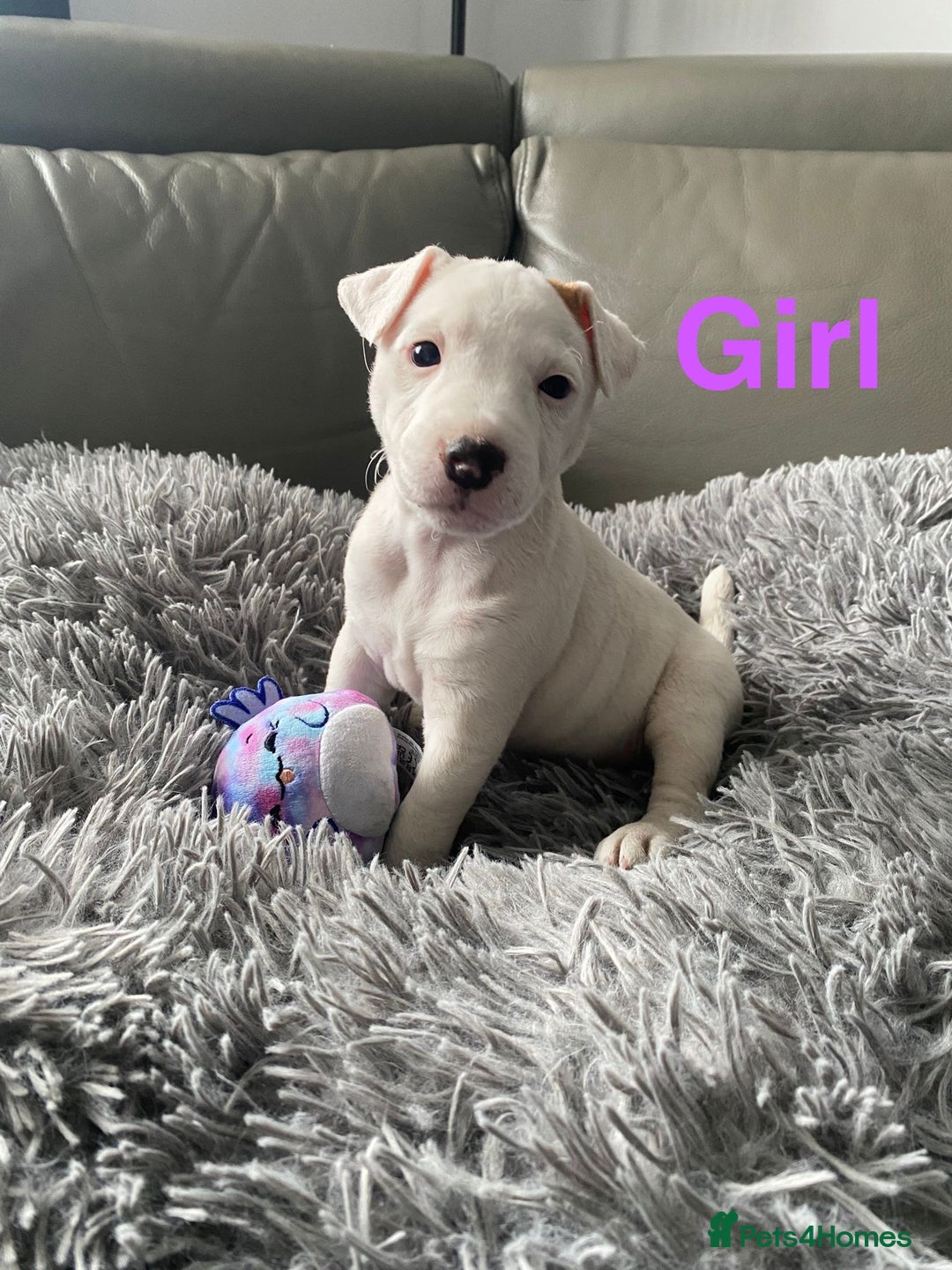 Parson Russell dogs for sale: Parson Russell puppies - Image 4