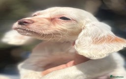 Cocker Spaniel dogs for sale: Cocker Spaniel Puppies (10 weeks - Ready to go) - Image 14