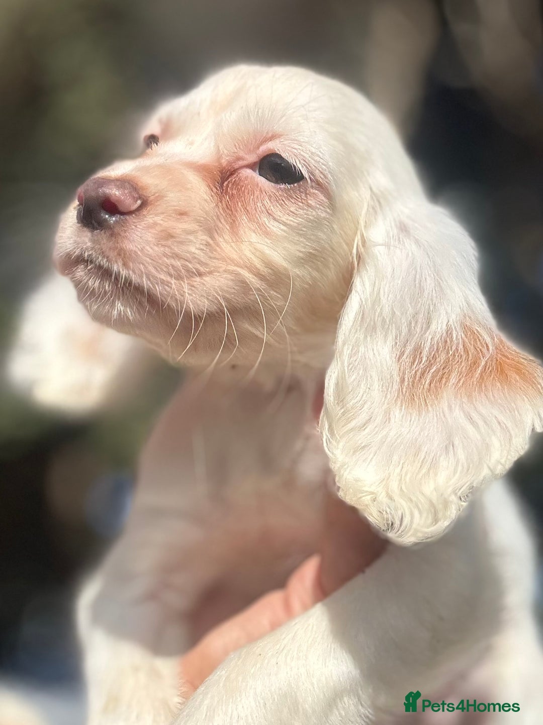 Cocker Spaniel dogs for sale: Cocker Spaniel Puppies (10 weeks - Ready to go) - Image 14