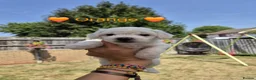 Bichon Frise dogs for sale: Bichon Frise 2 boys 3 girls - Advert 19
