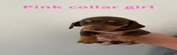 Miniature Dachshund dogs for sale: Miniature dachshund puppies in Perth - Advert 10