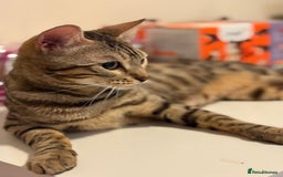 Bengal cats for sale: gorgeous pure bengal kittens  - Image 15